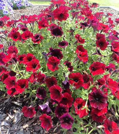 Petunia Supertunia® Black Cherry®
